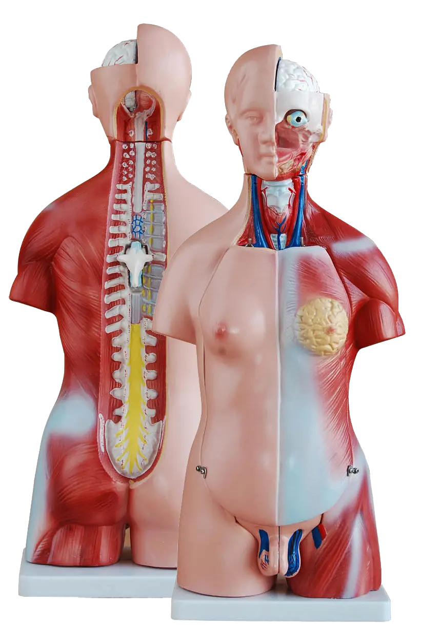 Início anatomicos clone