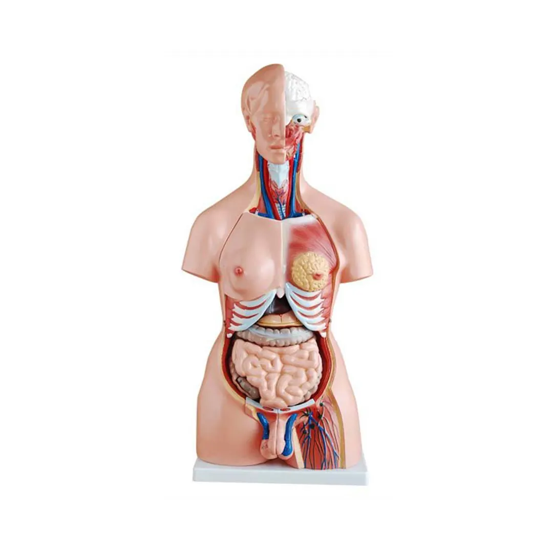 anatomicos torso cl 204 imagem 1